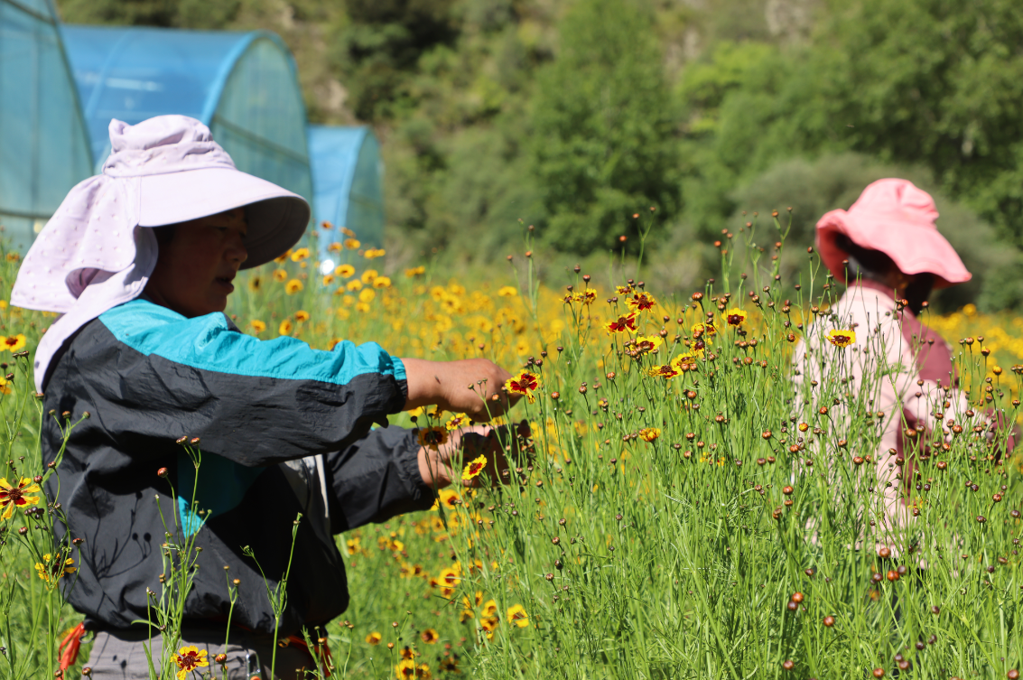 支持?jǐn)U大雪菊種植300畝、藜麥200畝，助力當(dāng)?shù)厝罕娫鍪? class=